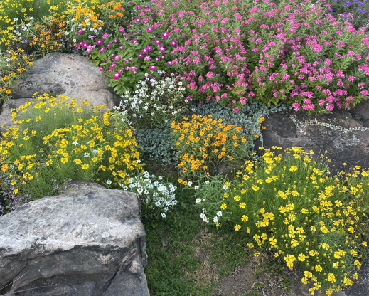Summer bloom in the rock garden