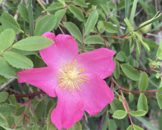 Rosa sp