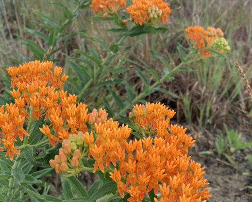Asclepias tuberosa