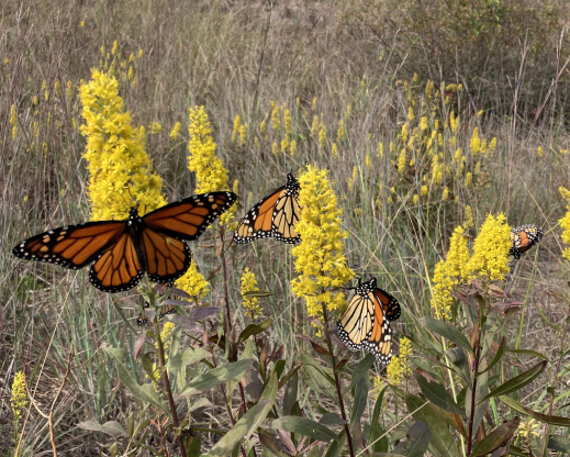 Solidago speciosa with monarch butterflies