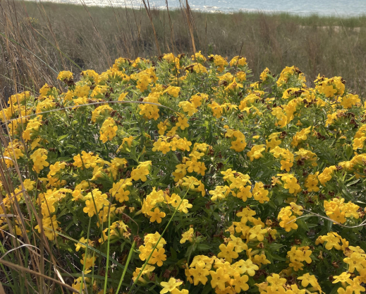 Lithospermum caroliniense