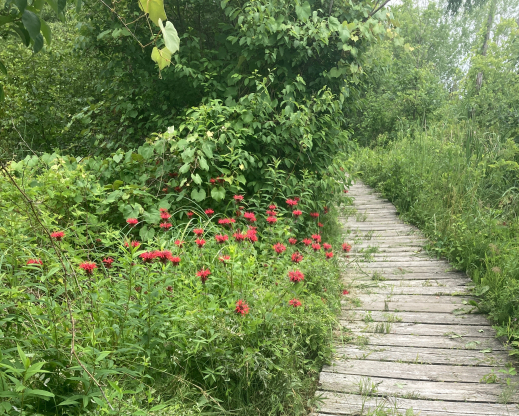 Boardwalk through wetlands