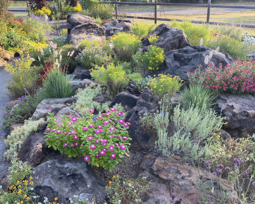 Rock garden with Zinnia angustifolia blooming in the front.