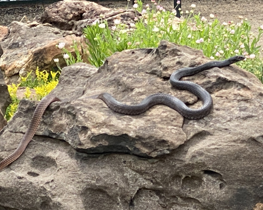 Sunbathing snake