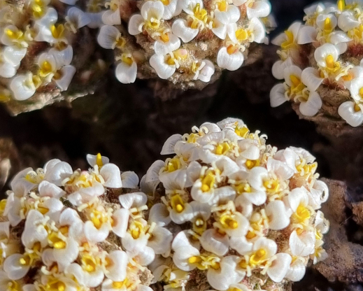 Close-up of Nassauvia lagascae 