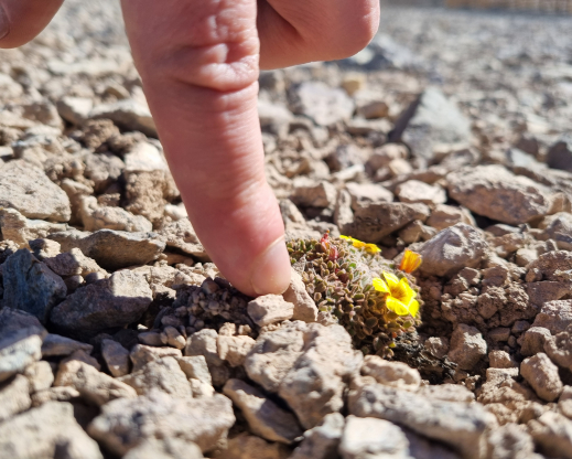 Whole  plant of Oxalis compacta
