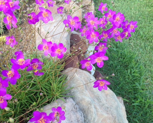 Phemeranthus calycinus       