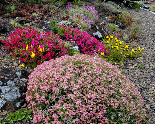 Views of Kathy’s garden 