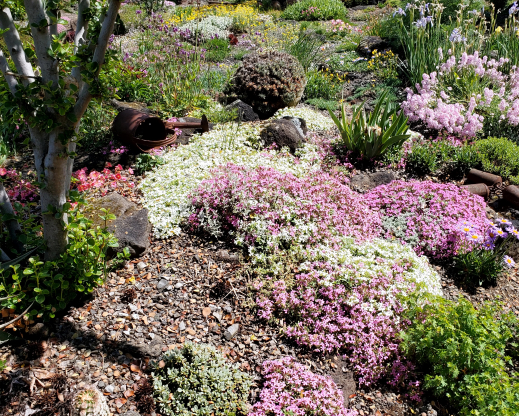 Views of Kathy’s garden 