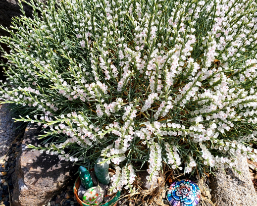 Acantholimon sp. in seed.