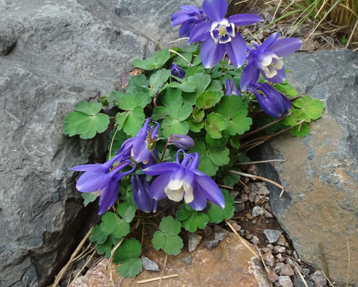 Aquilegia flabellata ‘Nana’