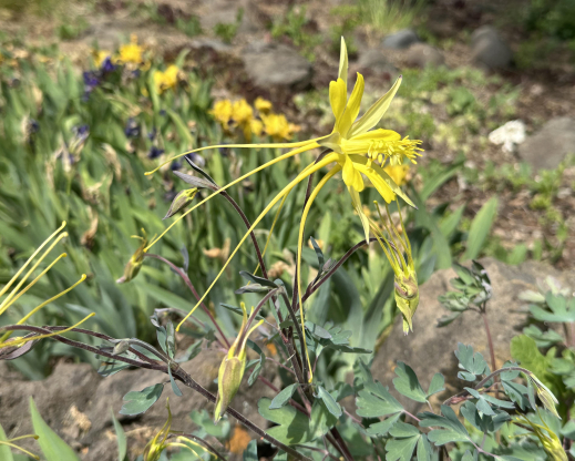 Aquilegia longissima