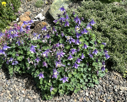 Aquilegia x saximontana 