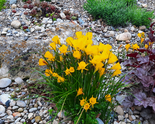 Narcissus bulbocodium Narcissus bulbocodium