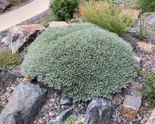 Astragalus angustifolius 