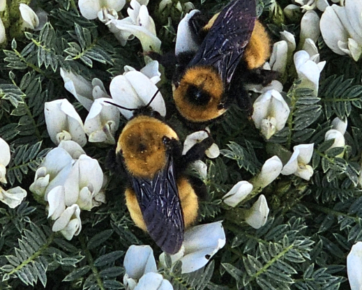 Astragalus angustifolius with plains bumblebee, a southern species which has only been seen in Wyoming at the Botanic Gardens. Astragalus angustifolius with plains bumblebee, a southern species which has only been seen in Wyoming at the Botanic Gardens.