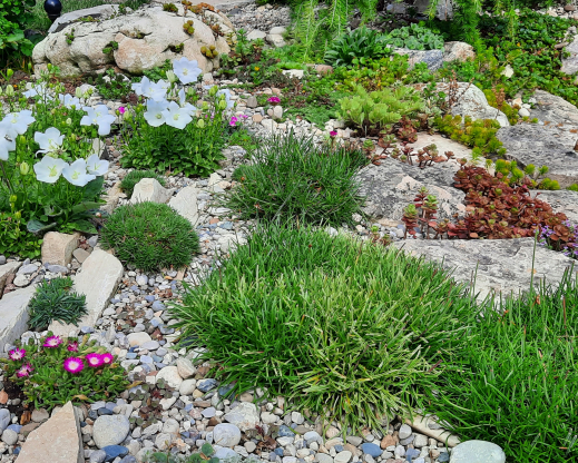 Campanula carpatica Campanula carpatica