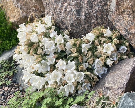 Campanula choruhensis