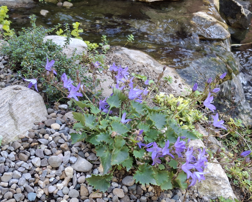 Campanula poscharskyana growing between the waterfalls Campanula poscharskyana growing between the waterfalls