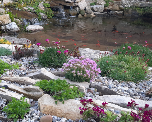 Crevice garden blooms Crevice garden blooms