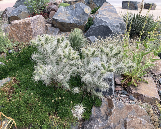 Cylindropuntia whipplei ‘Snow Leopard'