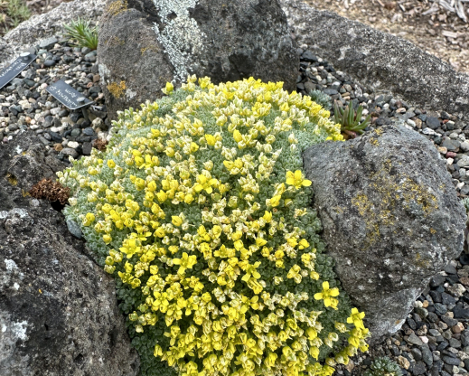 Draba acaulis        