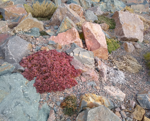 Winter color on Eriogonum umbellatum var. aureum ‘Kannah Creek’