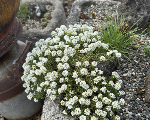 Iberis sp. in a trough