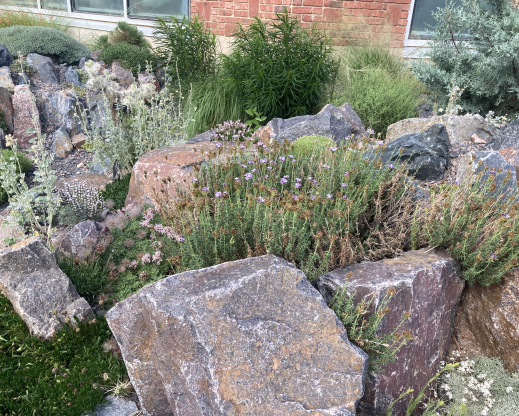 Junellia succulentifolia 