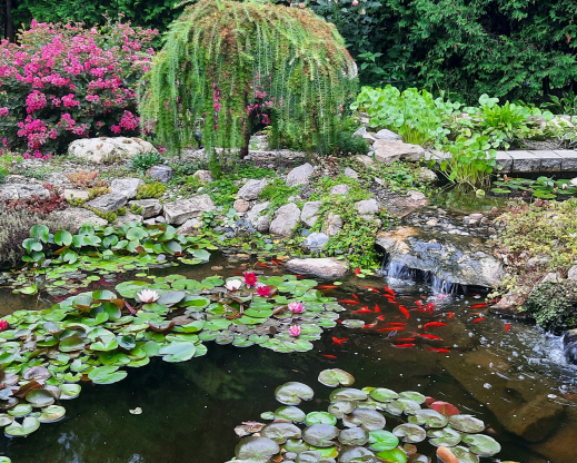 Summer view with Lagerstroemia hybrid in full bloom. Summer view with Lagerstroemia hybrid in full bloom.