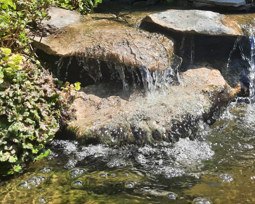 Liverwort thriving at the edge of the water Liverwort thriving at the edge of the water