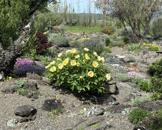 Paeonia mlokosewitschii