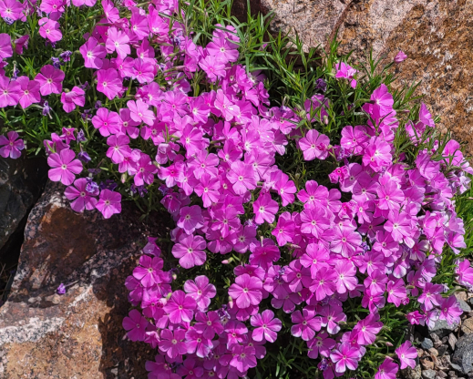 Phlox nana        