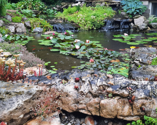 The sempervivum rock The sempervivum rock