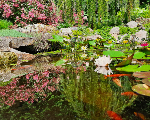 Lagerstroemia hybrid, Larix decidua ‘Pendula’, sedums, and Lysimachia nummularia reflected in the pond Lagerstroemia hybrid, Larix decidua ‘Pendula’, sedums, and Lysimachia nummularia reflected in the pond