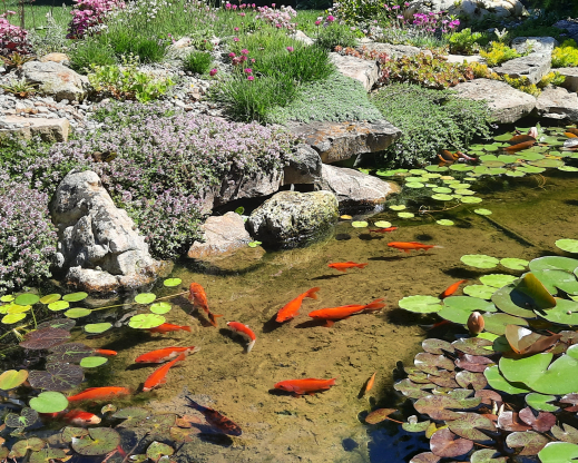 Thymus serpyllum blooming at the pond edge Thymus serpyllum blooming at the pond edge