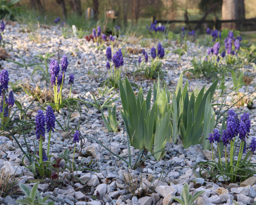Muscari armeniacum 