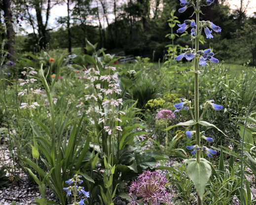 Penstemon ovatus with Penstemon pallidus