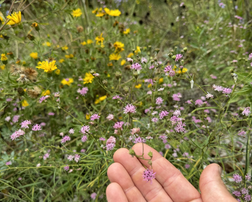 Palafoxia callosa, an underused late blooming native annual