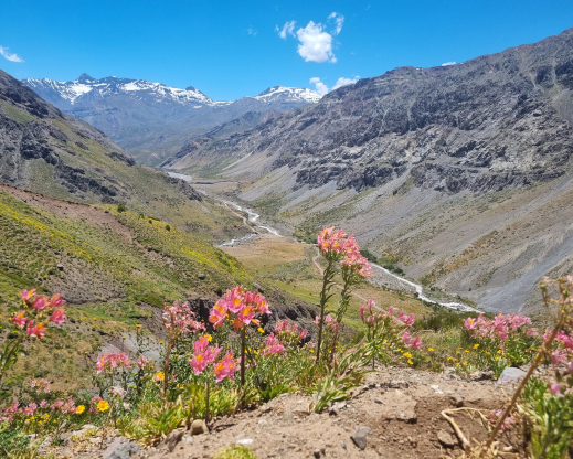 Alstroemeria ligtu subsp. splendens