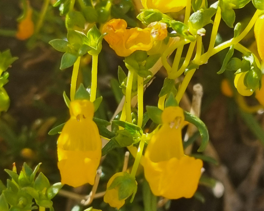 Close view of the flowers of Calceolaria hypericina