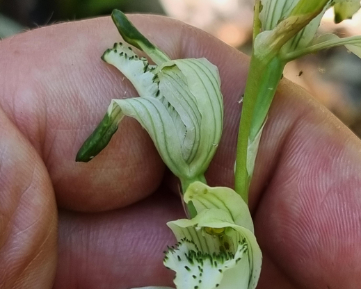Chloraea heteroglossa