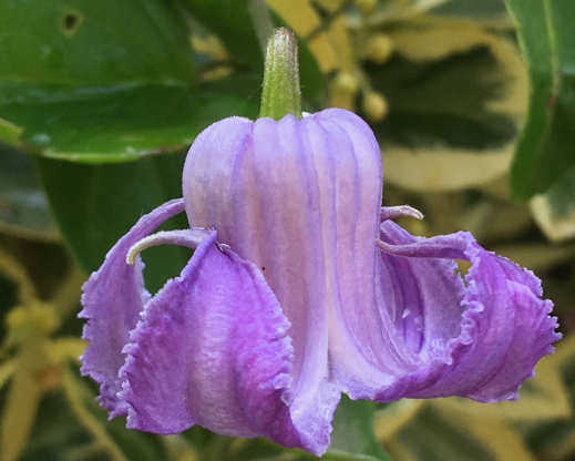 Clematis crispa Photo courtesy of the Friends of Rogerson Clematis Collection Archives