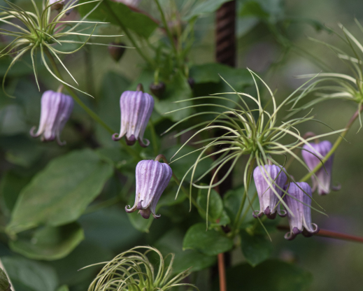 Clematis pitcheri Photo by Alla Olkhovska