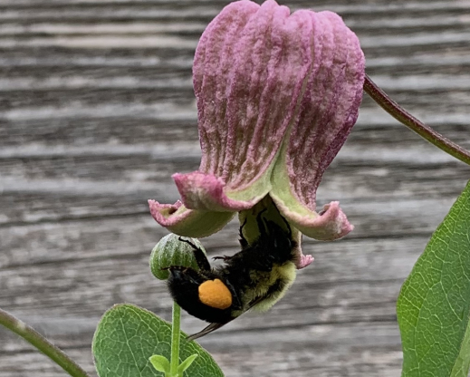 Form of Clematis pitcheri from Sangamon County, Illinois