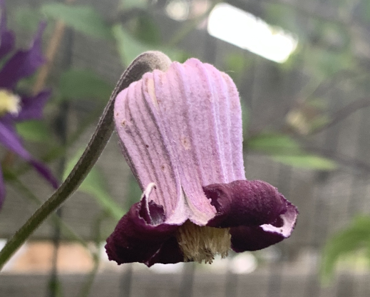 Texas form of Clematis pitcheri