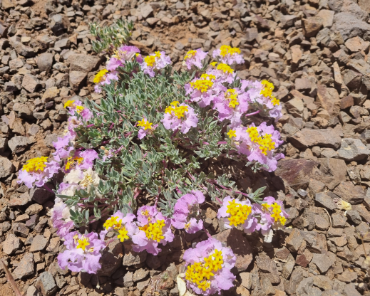 Cruckshanksia hymenodon