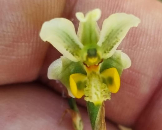 Gavilea glandulifera      