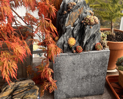 Sempervivum and Japanese maple in fall Sempervivum and Japanese maple in fall
