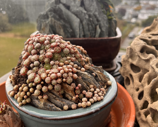Dense plantings of sempervivum quickly create a mature look. Dense plantings of sempervivum quickly create a mature look.